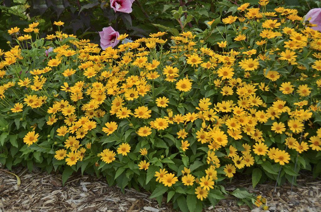 Heliopsis Helianthoides Tuscan Sun - View 2 from www redcrocus com