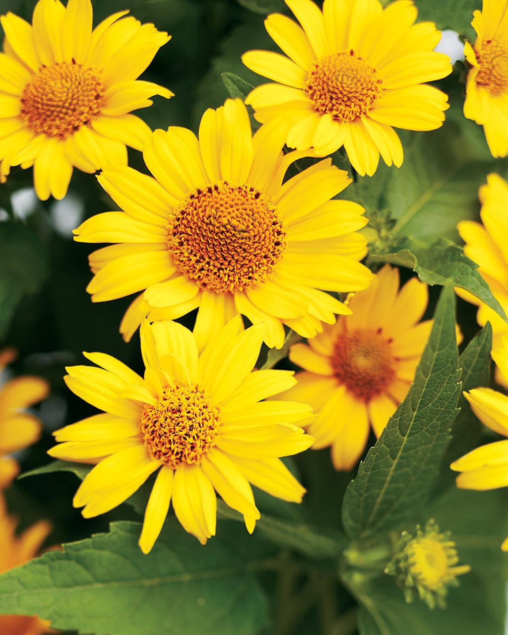 Heliopsis Helianthoides Tuscan Sun - View 3 from www redcrocus com
