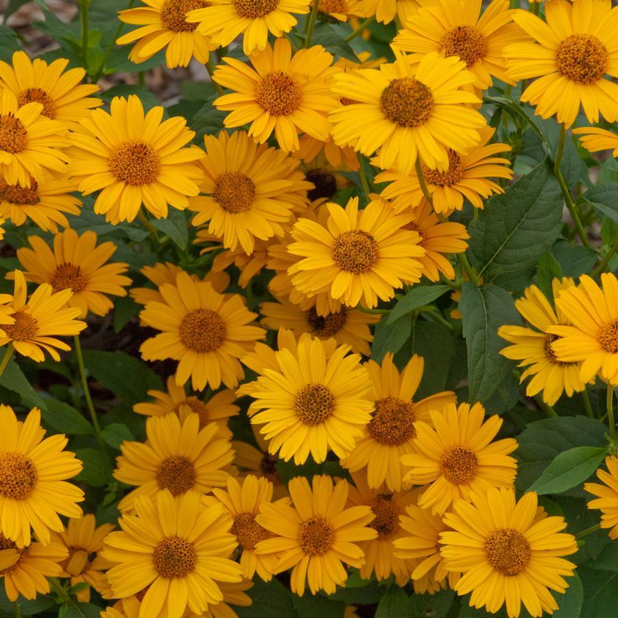 Heliopsis Helianthoides Tuscan Sun - View 4 from www redcrocus com
