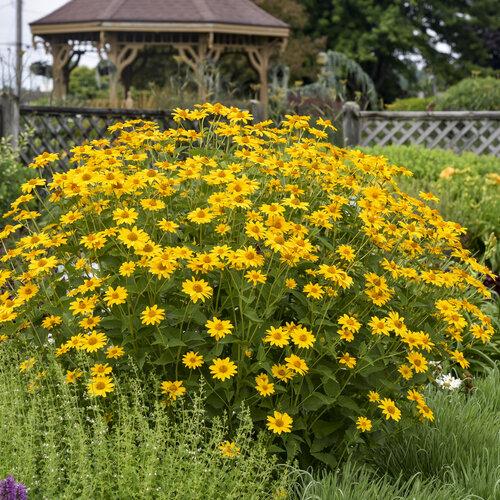 Heliopsis Helianthoides Tuscan Sun - View 5 from www redcrocus com