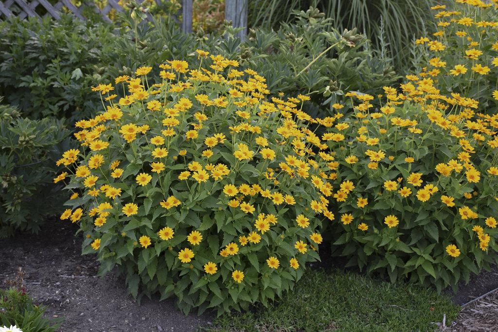 Heliopsis Helianthoides Tuscan Sun - View 6 from www redcrocus com