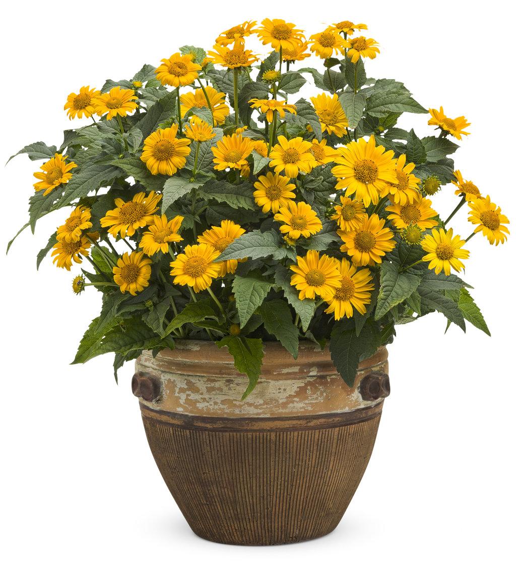 Heliopsis Helianthoides Tuscan Sun - View 7 from www redcrocus com