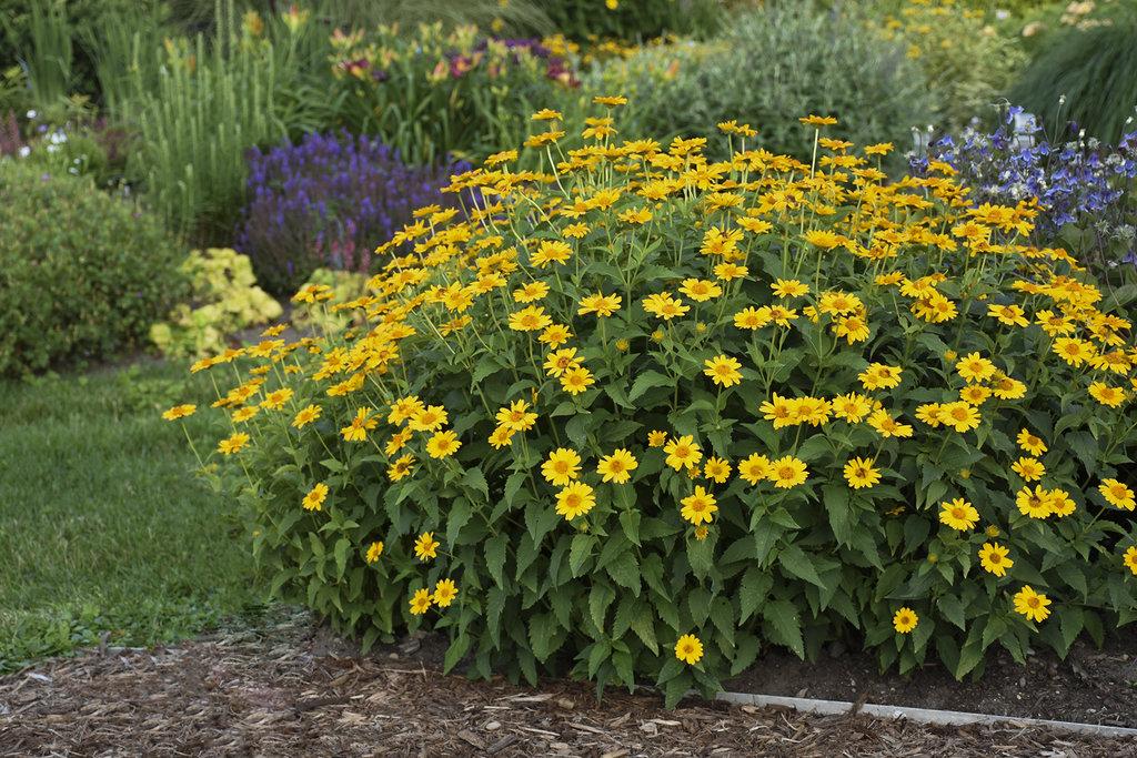 Heliopsis Helianthoides Tuscan Sun - View 8 from www redcrocus com