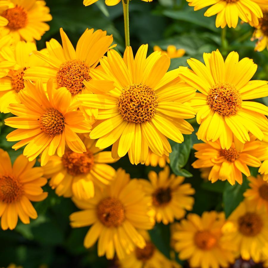 Heliopsis Helianthoides Tuscan Sun - View 9 from www redcrocus com