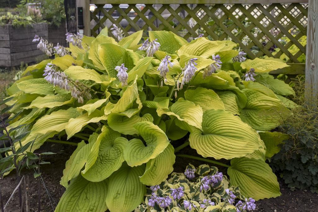 Hosta X Shadowland Coast To Coast - View 10 from www redcrocus com