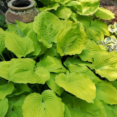 Hosta X Shadowland Coast To Coast - View 13 from www redcrocus com