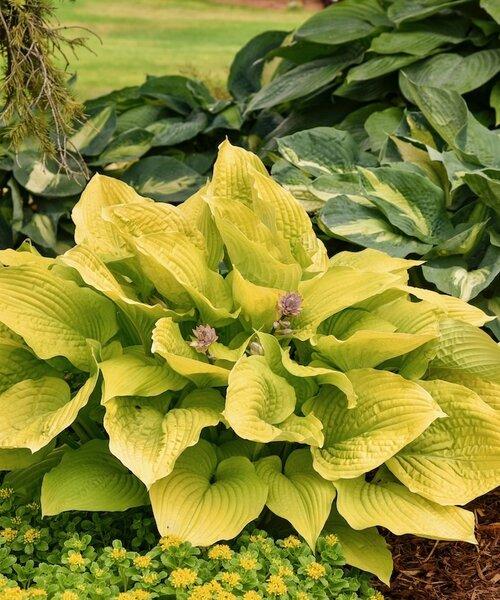 Hosta X Shadowland Coast To Coast - View 14 from www redcrocus com