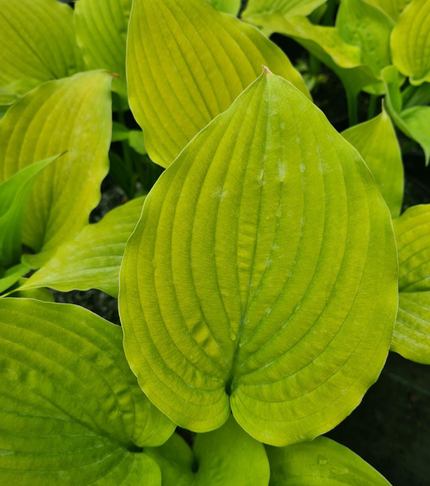 Hosta X Shadowland Coast To Coast - View 15 from www redcrocus com