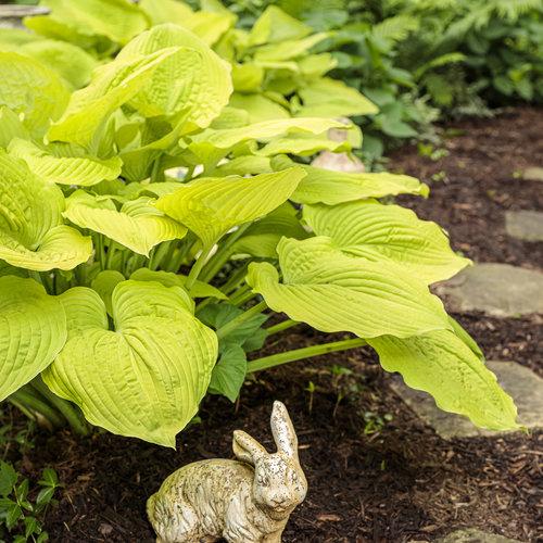 Hosta X Shadowland Coast To Coast - View 16 from www redcrocus com