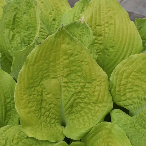 Hosta X Shadowland Coast To Coast - View 19 from www redcrocus com