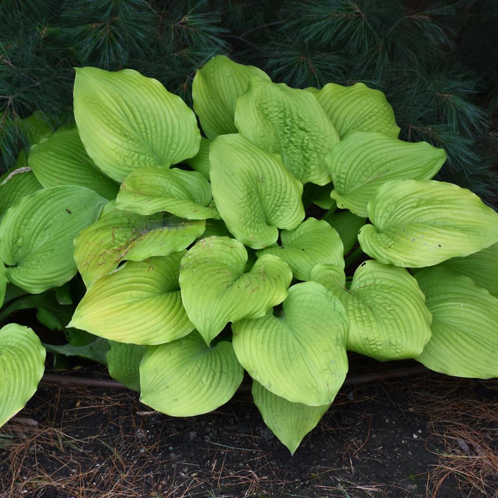 Hosta X Shadowland Coast To Coast - View 20 from www redcrocus com