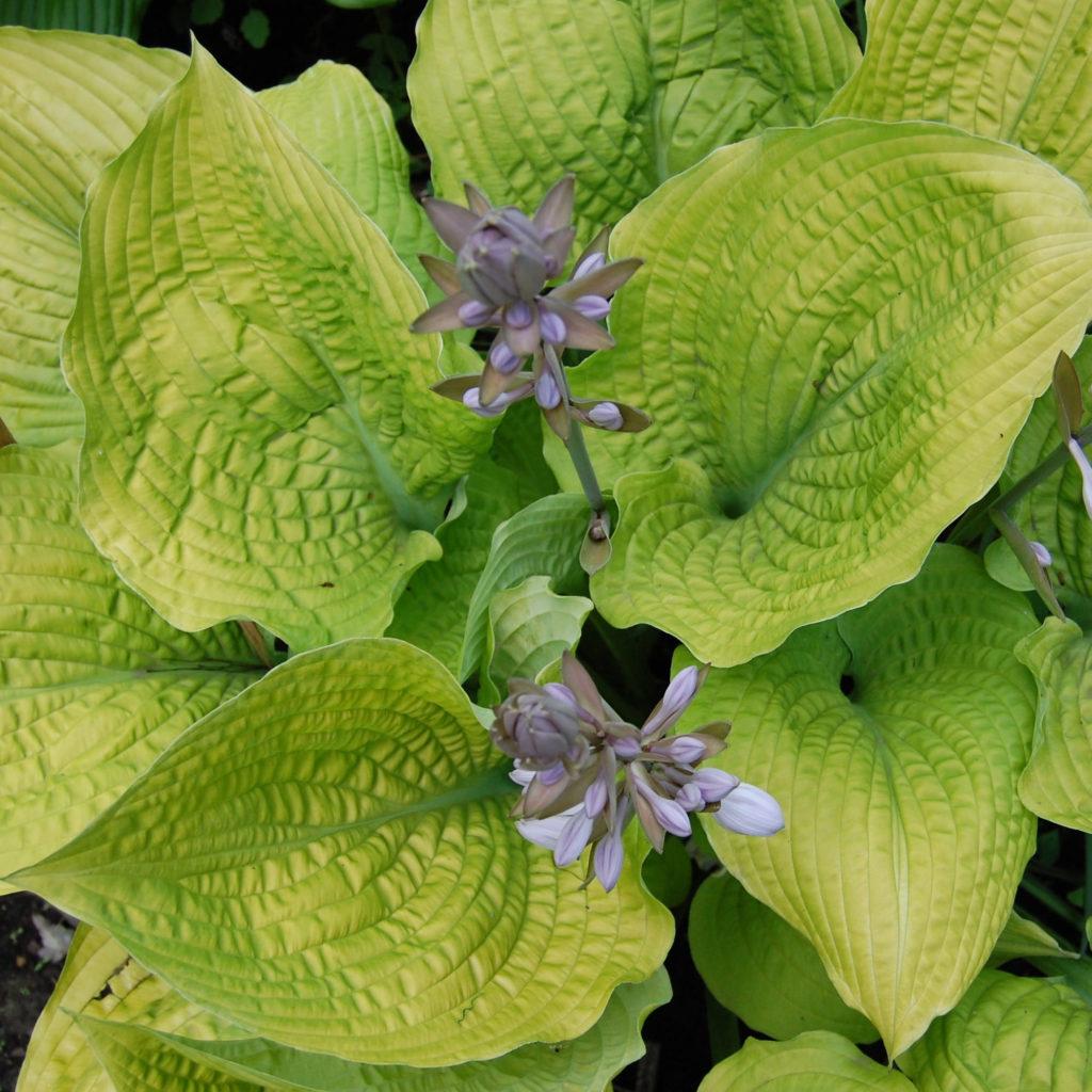 Hosta X Shadowland Coast To Coast - View 2 from www redcrocus com