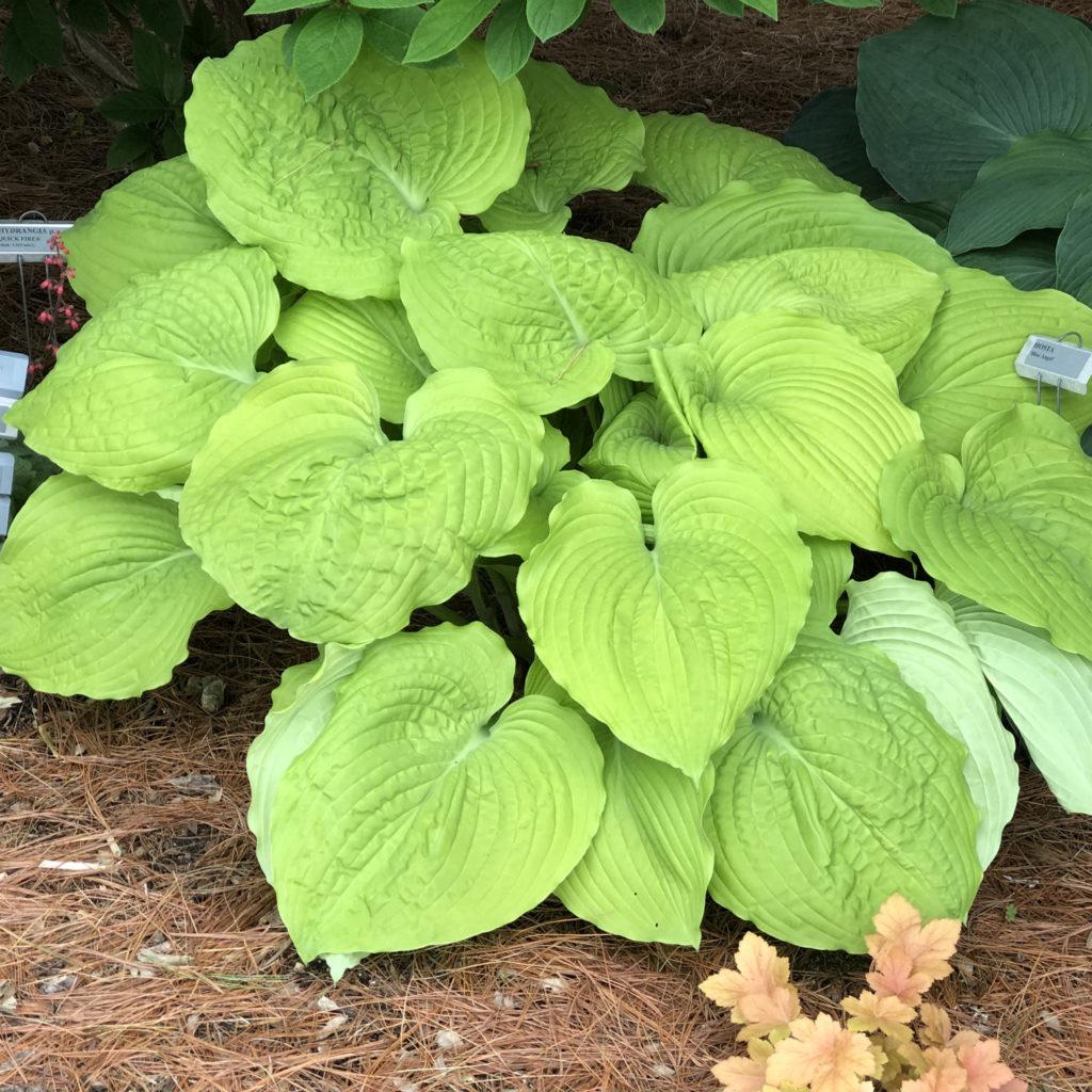 Hosta X Shadowland Coast To Coast - View 3 from www redcrocus com