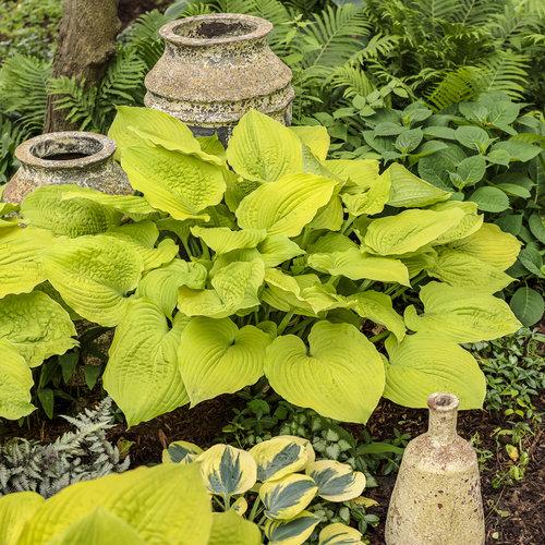 Hosta X Shadowland Coast To Coast - View 4 from www redcrocus com