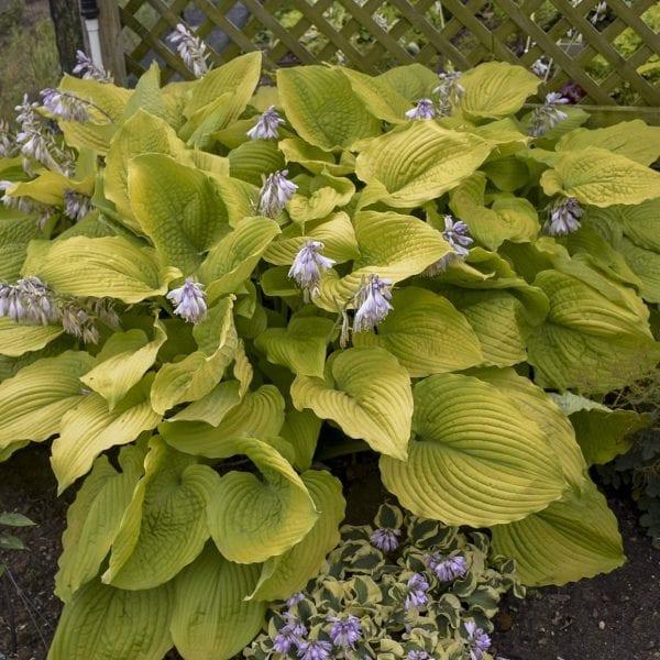 Hosta X Shadowland Coast To Coast - View 5 from www redcrocus com