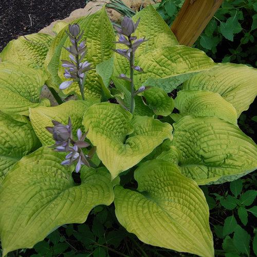 Hosta X Shadowland Coast To Coast - View 6 from www redcrocus com