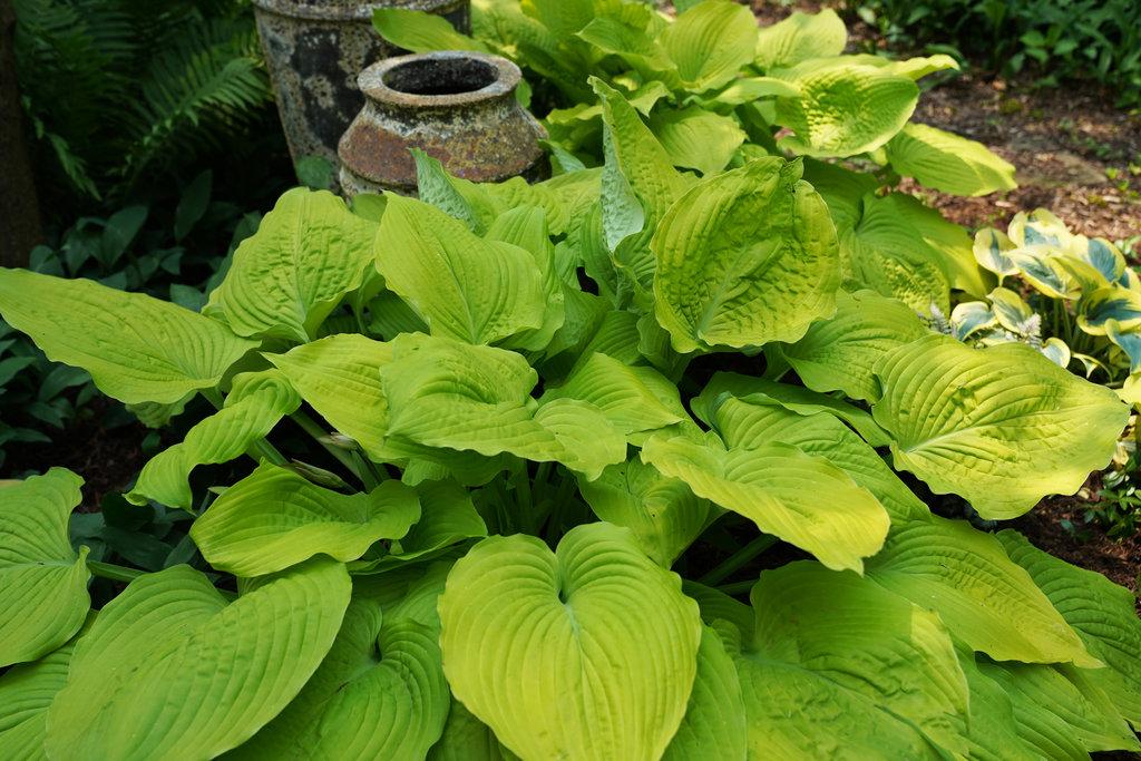 Hosta X Shadowland Coast To Coast - View 7 from www redcrocus com