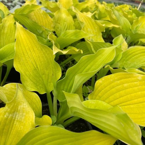 Hosta X Shadowland Coast To Coast - View 8 from www redcrocus com