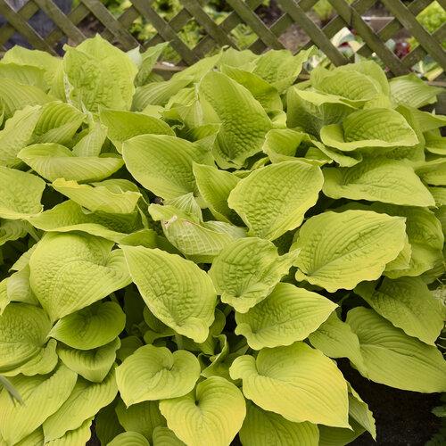 Hosta X Shadowland Coast To Coast - View 9 from www redcrocus com