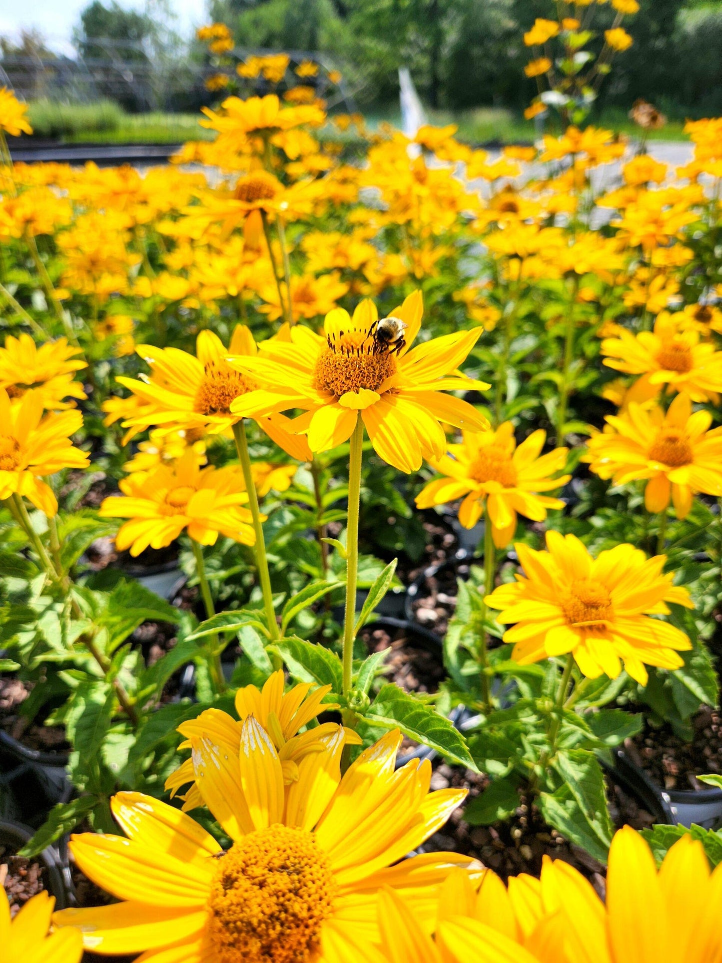 Heliopsis Helianthoides 'tuscan Gold' - View 10 from www redcrocus com