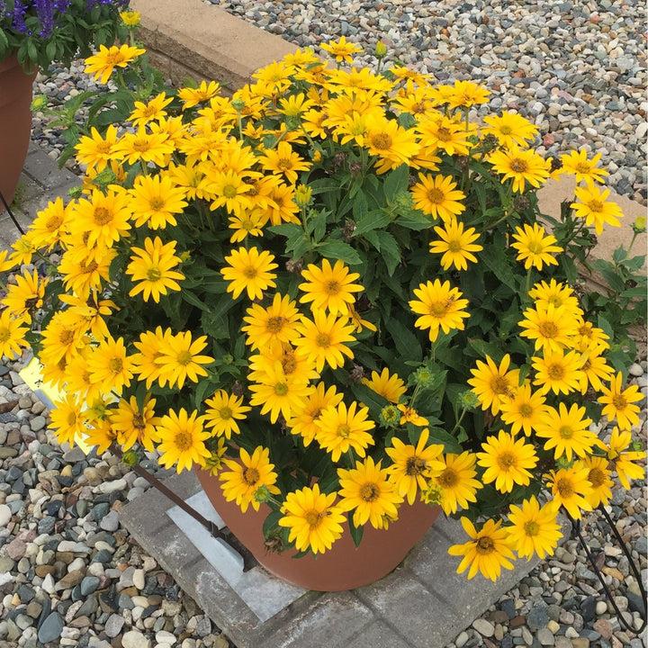Heliopsis Helianthoides 'tuscan Gold' - View 11 from www redcrocus com