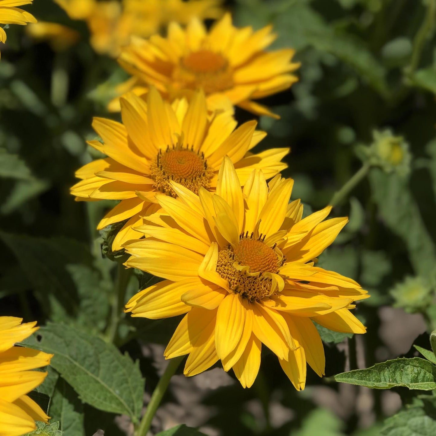 Heliopsis Helianthoides 'tuscan Gold' - View 13 from www redcrocus com
