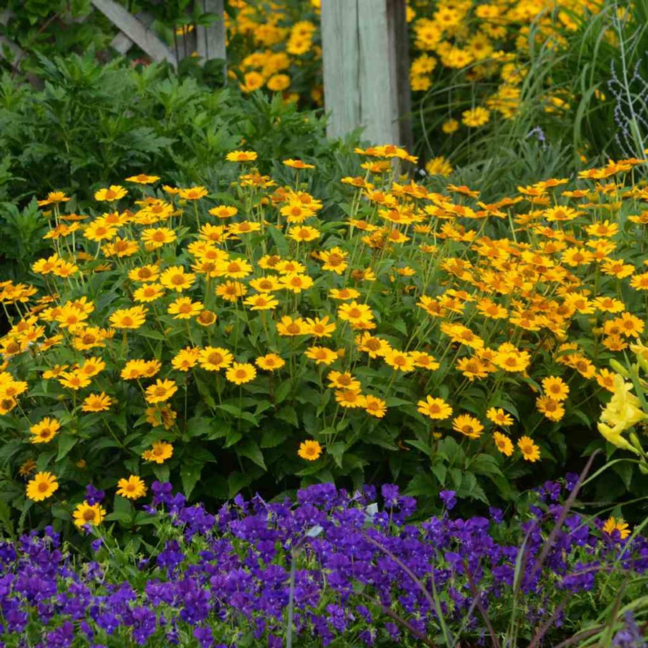 Heliopsis Helianthoides 'tuscan Gold' - View 14 from www redcrocus com