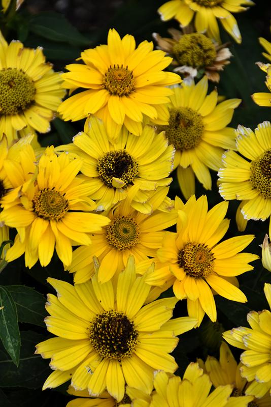 Heliopsis Helianthoides 'tuscan Gold' - View 16 from www redcrocus com