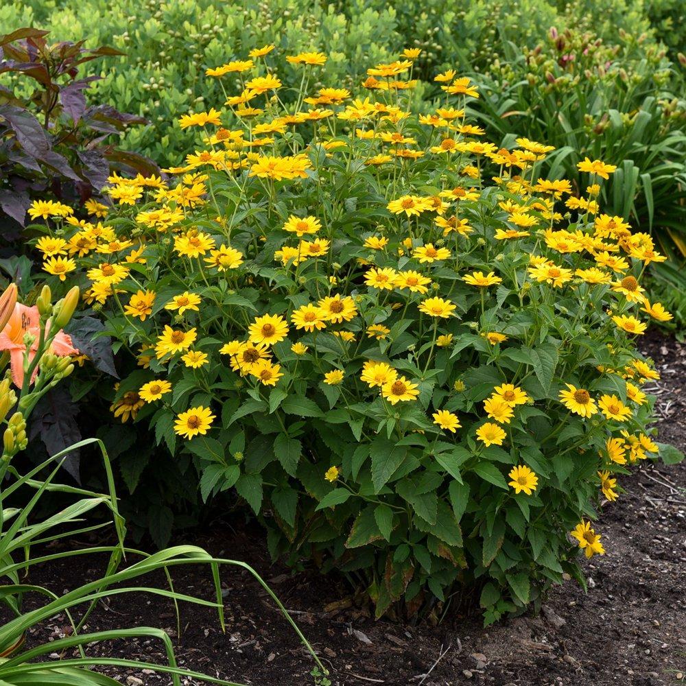 Heliopsis Helianthoides 'tuscan Gold' - View 17 from www redcrocus com