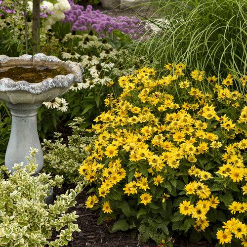 Heliopsis Helianthoides 'tuscan Gold' - View 3 from www redcrocus com
