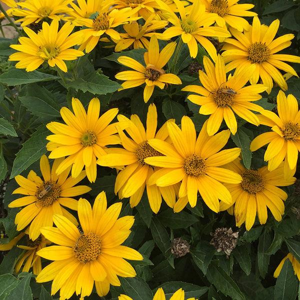 Heliopsis Helianthoides 'tuscan Gold' - View 4 from www redcrocus com