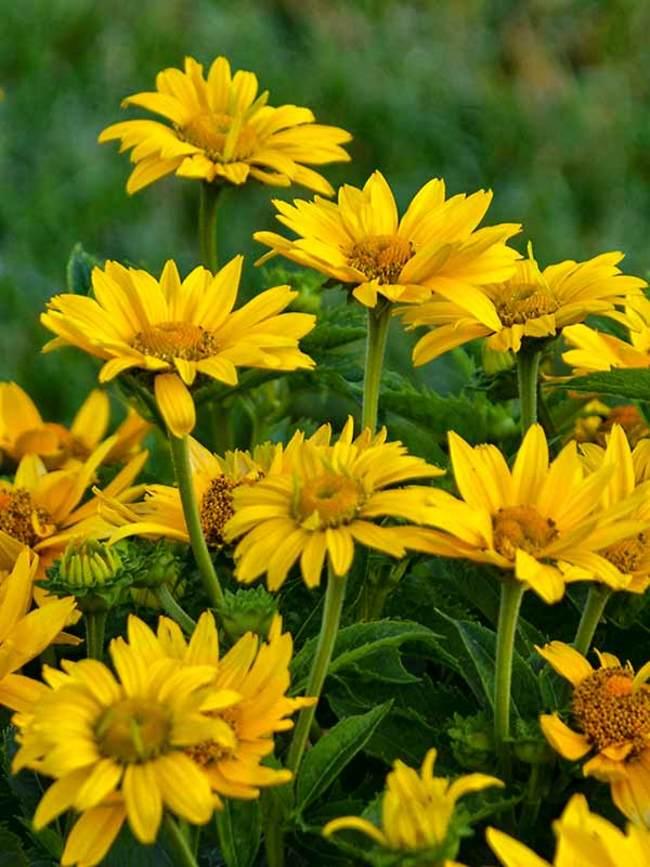 Heliopsis Helianthoides 'tuscan Gold' - View 5 from www redcrocus com