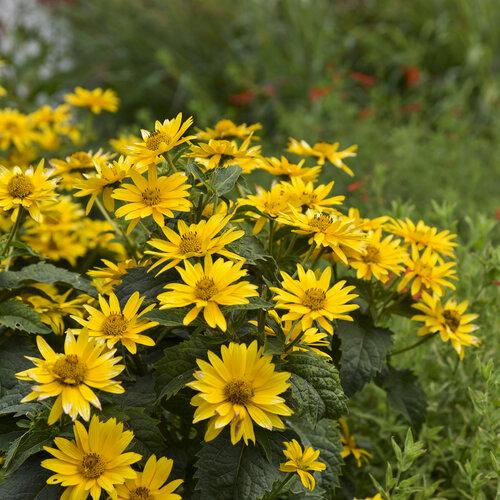 Heliopsis Helianthoides 'tuscan Gold' - View 6 from www redcrocus com