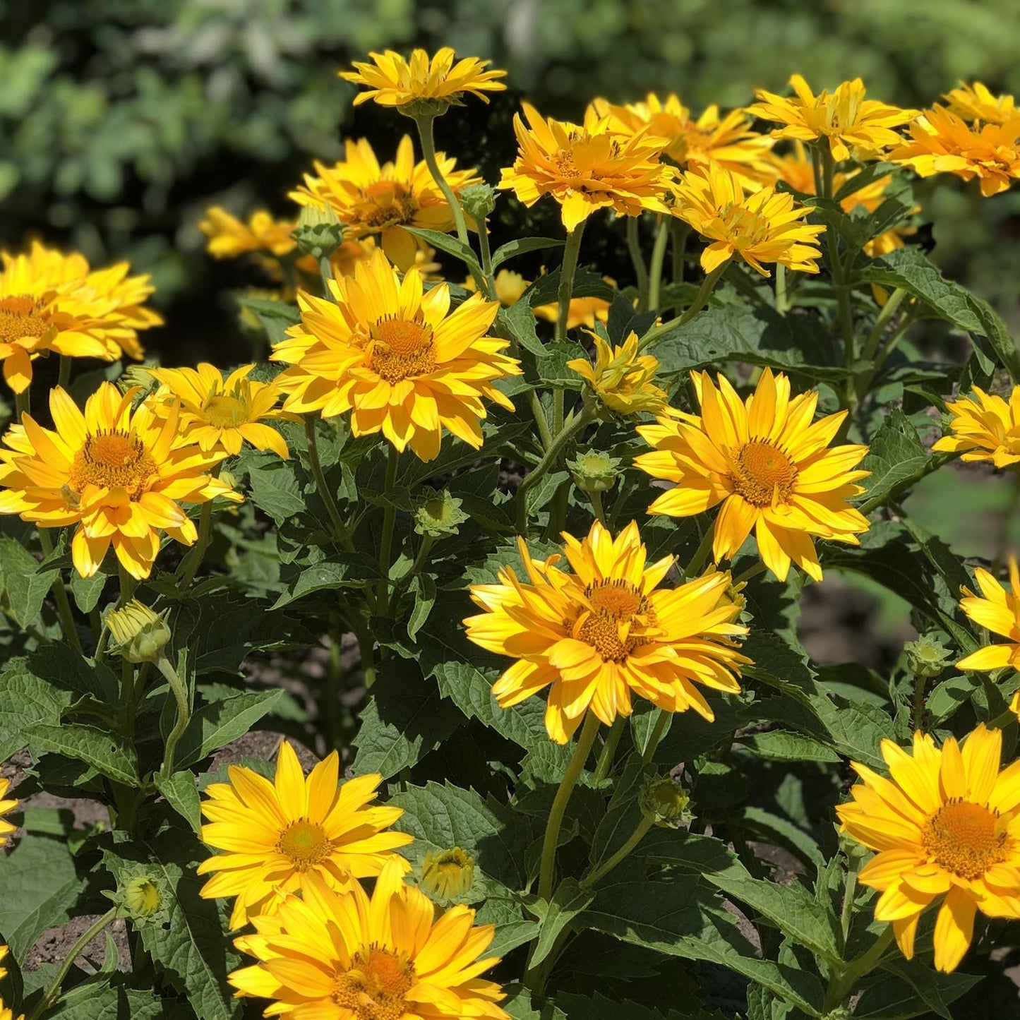 Heliopsis Helianthoides 'tuscan Gold' - View 7 from www redcrocus com