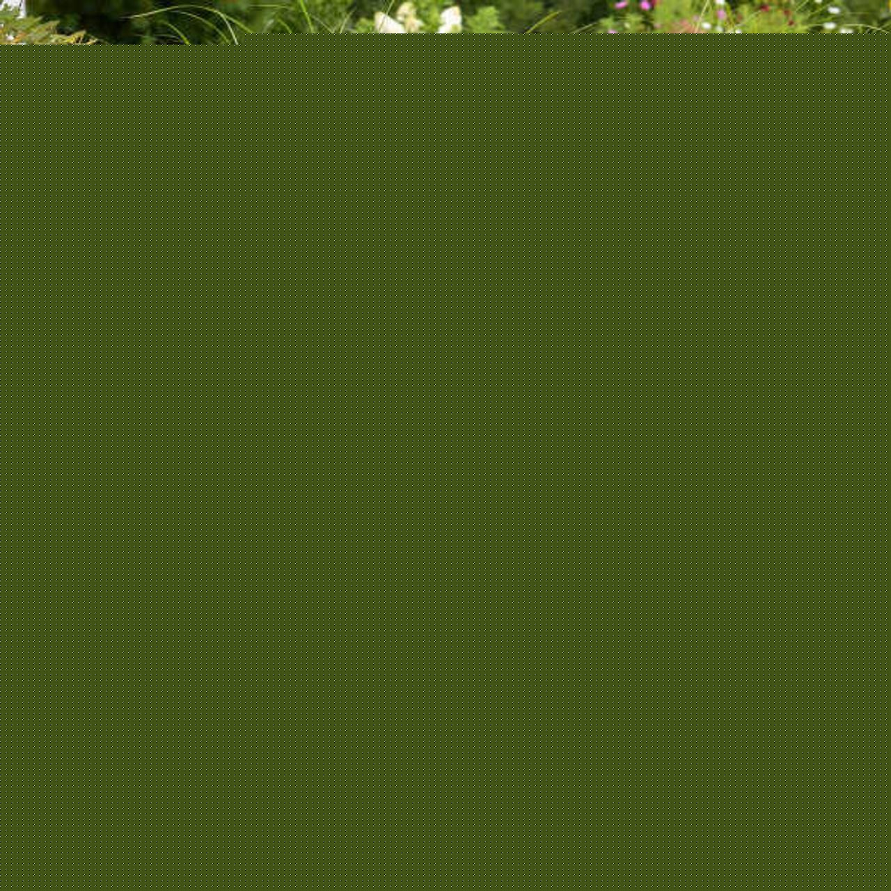 Heliopsis Helianthoides 'tuscan Gold' - View 8 from www redcrocus com