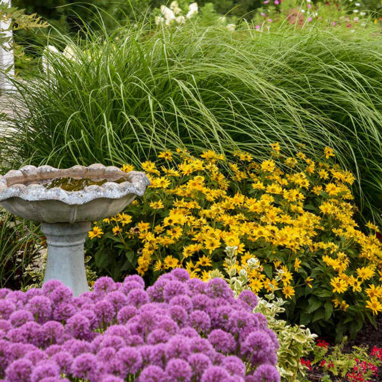 Heliopsis Helianthoides 'tuscan Gold' - View 8 from www redcrocus com