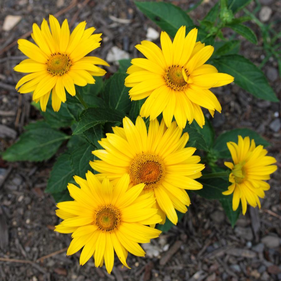 Heliopsis Helianthoides 'tuscan Gold' - View 9 from www redcrocus com