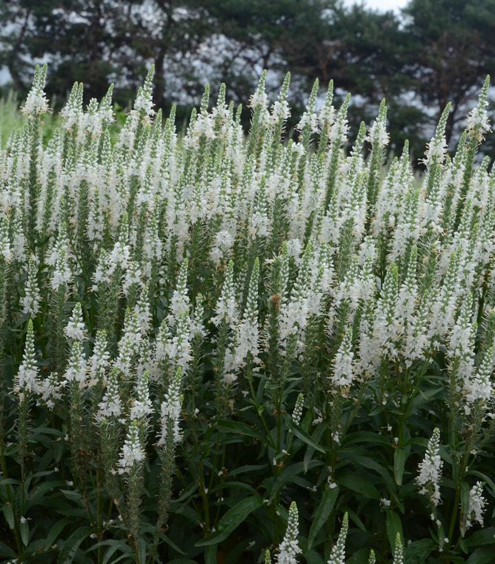 Veronica Magic Show White Wands - View 13 from www redcrocus com