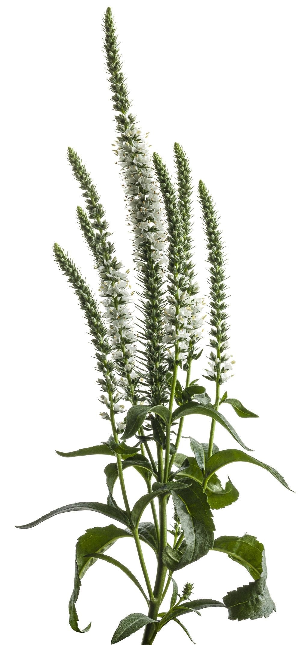 Veronica Magic Show White Wands - View 14 from www redcrocus com