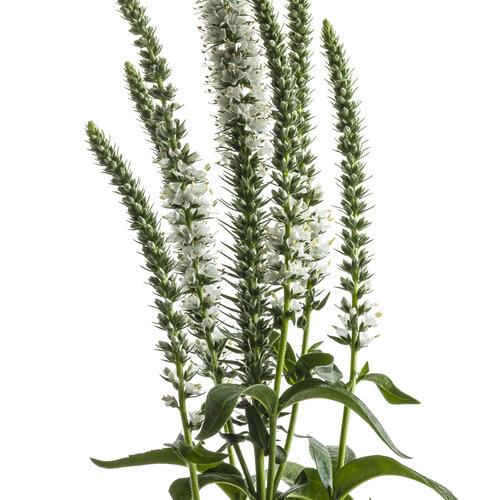 Veronica Magic Show White Wands - View 15 from www redcrocus com