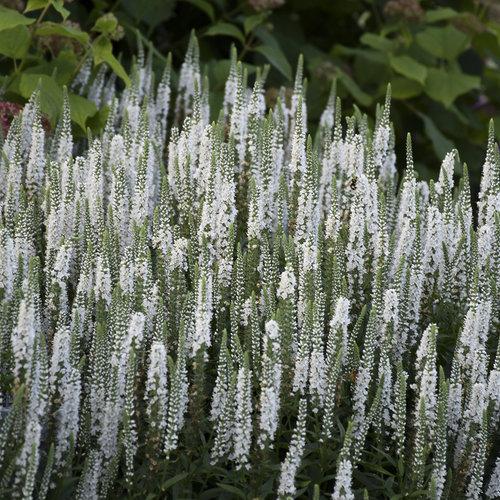 Veronica Magic Show White Wands - View 16 from www redcrocus com