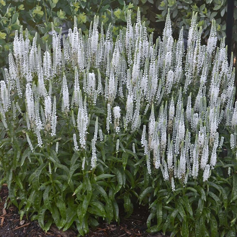 Veronica Magic Show White Wands - View 17 from www redcrocus com