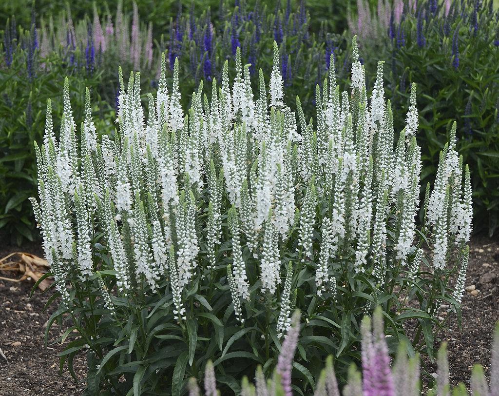 Veronica Magic Show White Wands - View 1 from www redcrocus com
