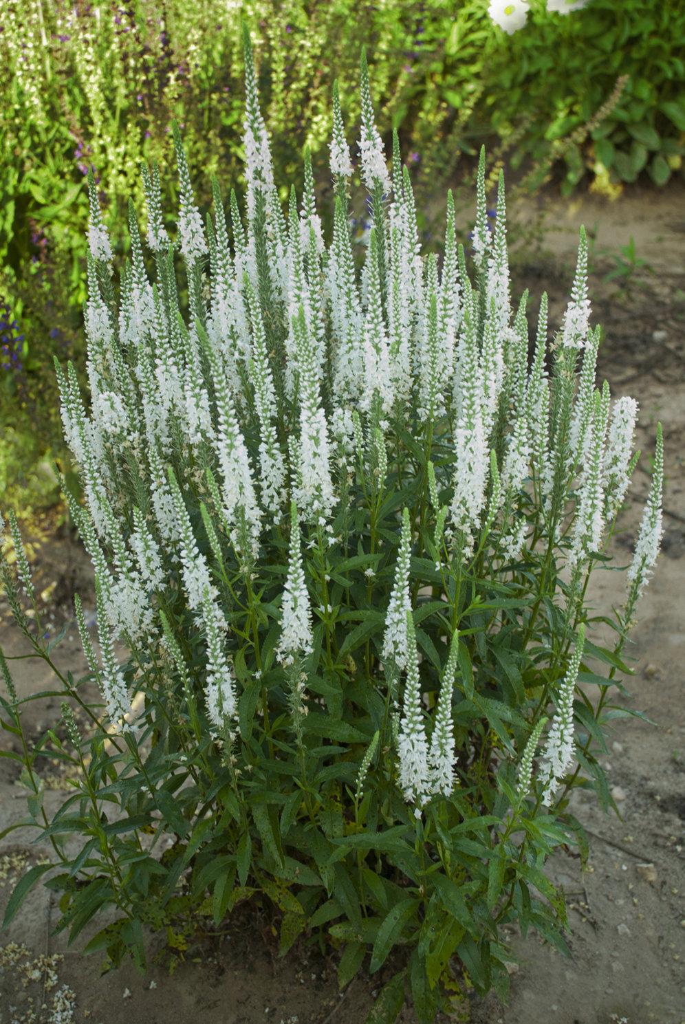 Veronica Magic Show White Wands - View 2 from www redcrocus com