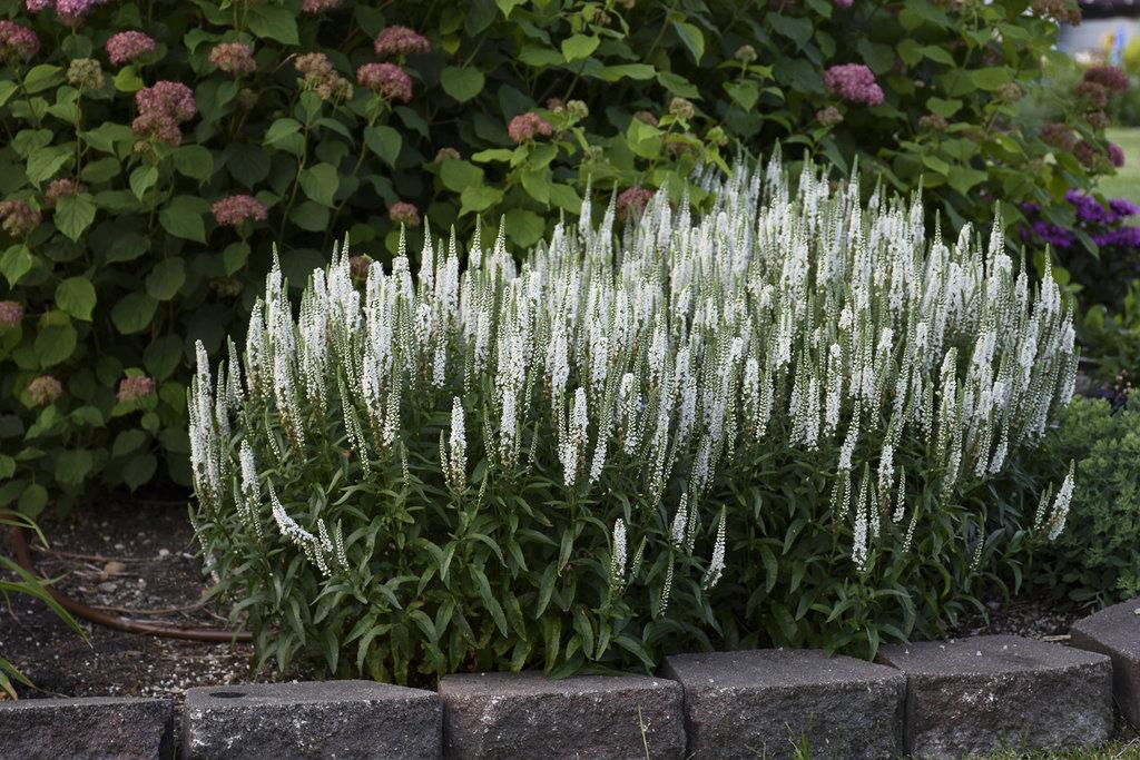 Veronica Magic Show White Wands - View 4 from www redcrocus com