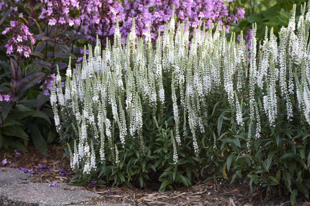 Veronica Magic Show White Wands - View 9 from www redcrocus com