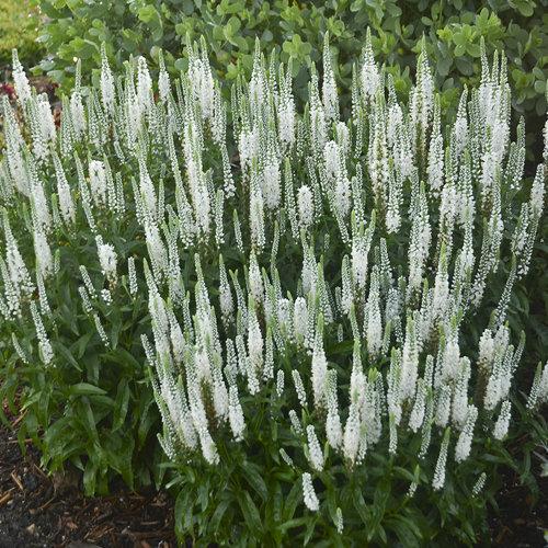 Veronica 'magic Show White Wands' - View 10 from www redcrocus com