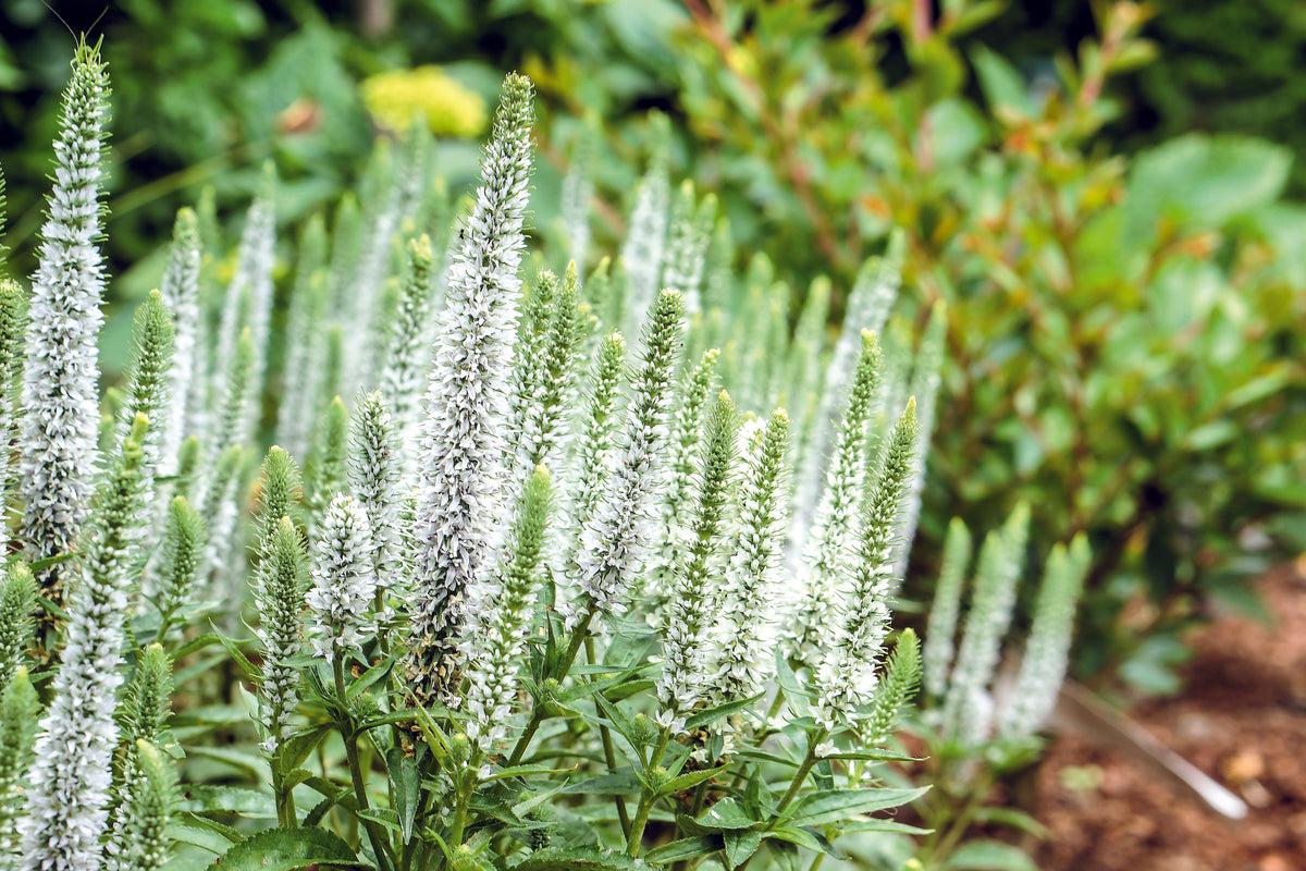 Veronica 'magic Show White Wands' - View 14 from www redcrocus com