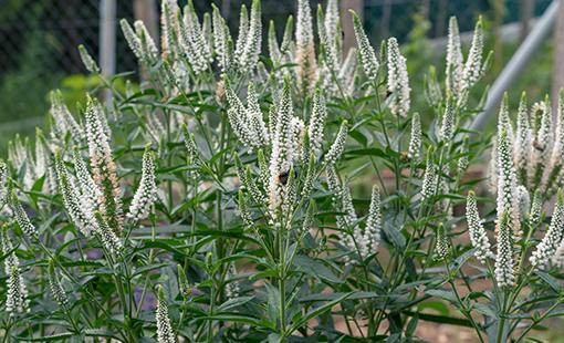 Veronica 'magic Show White Wands' - View 16 from www redcrocus com