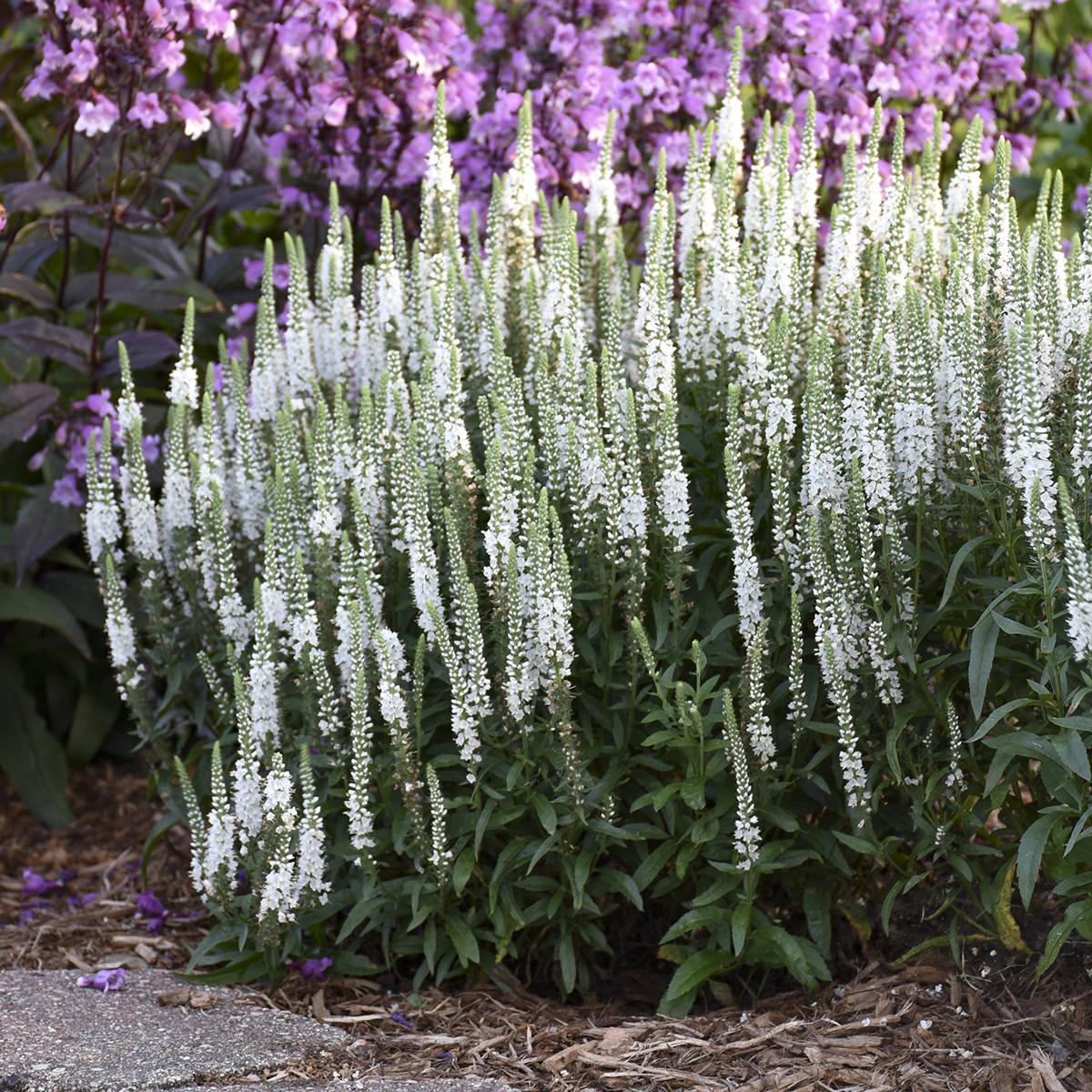 Veronica 'magic Show White Wands' - View 17 from www redcrocus com